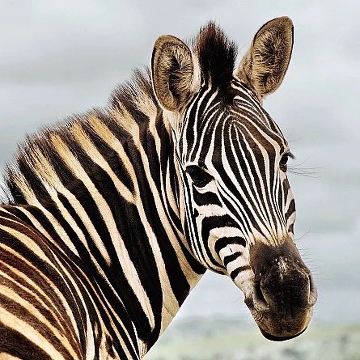 Amazing 3D Effect Holographic Greeting Card - Up Close - Zebra
